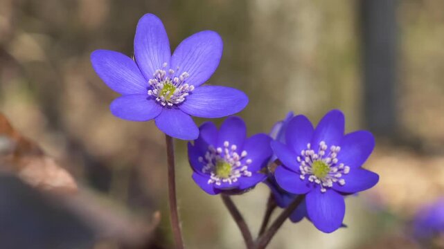 Bl&uuml;hende Leberbl&uuml;mchen (Hepatica nobilis) im Wald,  Bayern, Deutschland, Europa