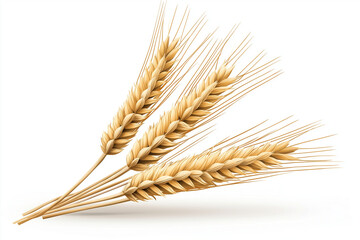 Three wheat ears isolated on white background, showcasing their golden color and intricate details, symbolizing agriculture and nature bounty