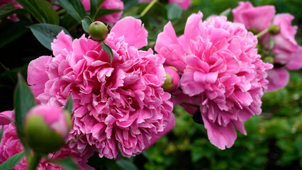 Blooming pink peonies creating a stunning floral display in garden
