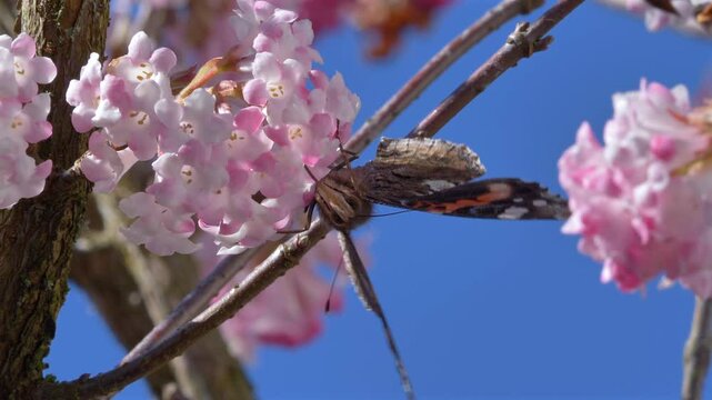 Schmetterling (Admiral) sammelt Nektar an den Bl&uuml;ten eines Winterschneeballs (Viburnum &times;bodnantense),  im Fr&uuml;hling,  Bayern, Deutschland, Europa