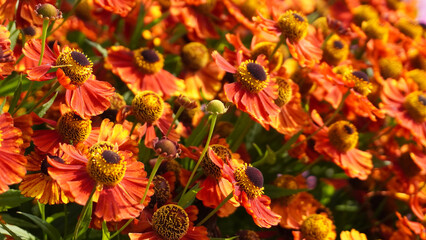 Helenium konigstiger flowers blooming in summer garden