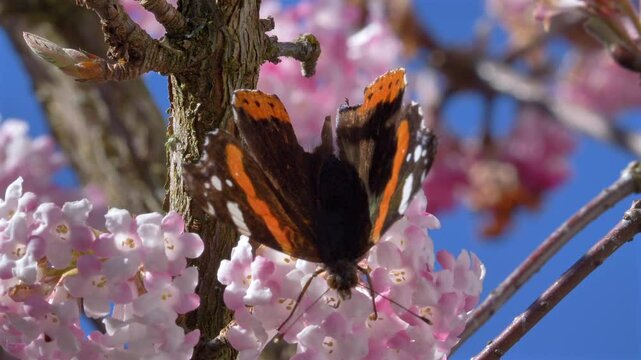 Schmetterling (Admiral) sammelt Nektar an den Bl&uuml;ten eines Winterschneeballs (Viburnum &times;bodnantense),  im Fr&uuml;hling,  Bayern, Deutschland, Europa