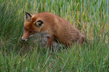 Red Fox (Vulpes vulpes) searching for mice in the grass
