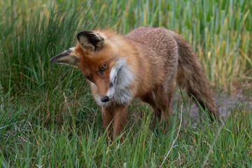 Red Fox (Vulpes vulpes) searching for mice in the grass