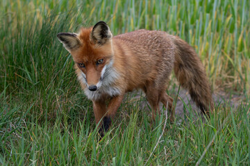 Red Fox (Vulpes vulpes) searching for mice in the grass