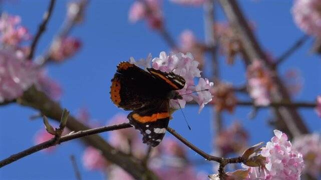 Schmetterling (Admiral) sammelt Nektar an den Bl&uuml;ten eines Winterschneeballs (Viburnum &times;bodnantense),  im Fr&uuml;hling,  Bayern, Deutschland, Europa