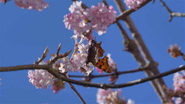 Schmetterling, C-Falter (Polygonia c-album) sammelt Nektar an den Bl&uuml;ten eines Winterschneeballs (Viburnum &times;bodnantense),  im Fr&uuml;hling,  Bayern, Deutschland, Europa