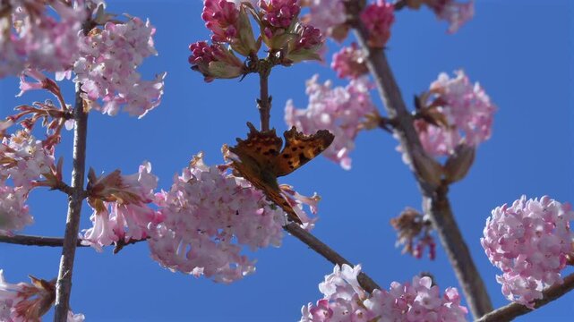 Schmetterling, C-Falter (Polygonia c-album) sammelt Nektar an den Bl&uuml;ten eines Winterschneeballs (Viburnum &times;bodnantense),  im Fr&uuml;hling,  Bayern, Deutschland, Europa