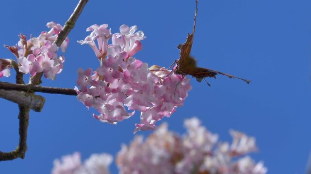Schmetterling, C-Falter (Polygonia c-album) sammelt Nektar an den Bl&uuml;ten eines Winterschneeballs (Viburnum &times;bodnantense),  im Fr&uuml;hling,  Bayern, Deutschland, Europa