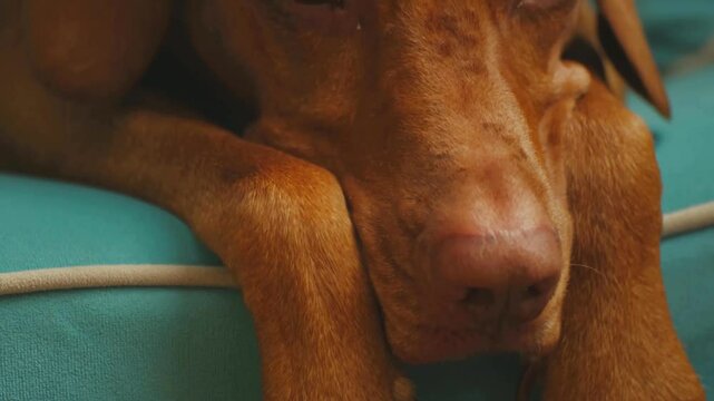 Sad lonely tired red dog lying on blue sofa, video footage