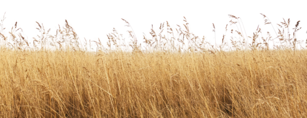 PNG Savanna field grass background outdoors.
