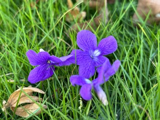 A vibrant Sandpaper Vine (Petrea volubilis), also known as Queen&rsquo;s Wreath, Purple Wreath, or Bluebird Vine, captured under bright sunlight. clusters of striking purple flowers with star-shaped petals