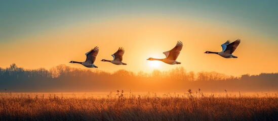 Three Geese Soaring Above a Sunrise Field.