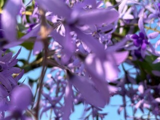 A vibrant Sandpaper Vine (Petrea volubilis), also known as Queen’s Wreath, Purple Wreath, or...
