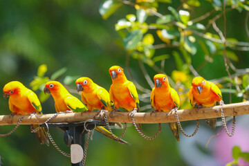 Sun Conure Parrot on a branch