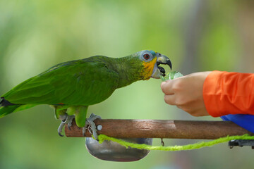 Orange-winged amazon macaw free flying bird with green background