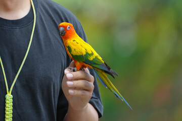 Sun Conure Parrot on a hand