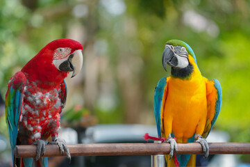 blue and gold macaw with greenwing macaw  free flying bird standing with green background