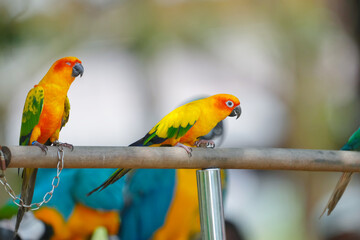 Sun Conure Parrot on a branch