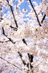 ソメイヨシノの花が咲き誇る、春の日の美しい光景