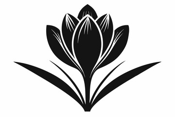 crocus flower line art silhouette vector illustration