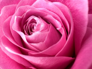 Beautiful pink rose with beautiful petals in macro opened and spread its petals
