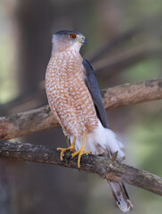 cooper's hawk on branch