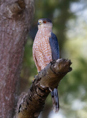 cooper's hawk on branch
