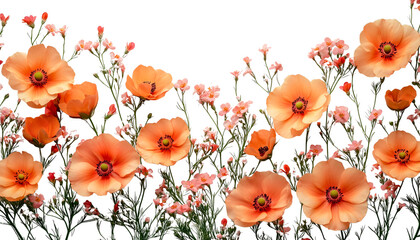 Orange poppies without background flat lay