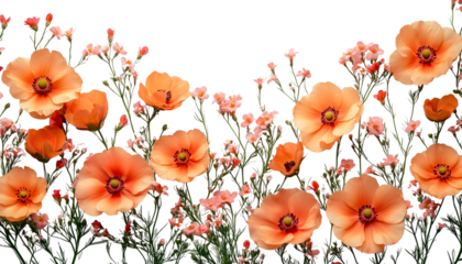 Orange poppies without background flat lay