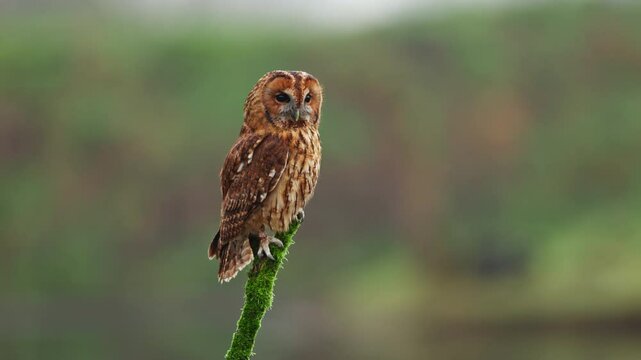 Tawny owl perched on a mossy branch in a serene natural setting, Strix aluco