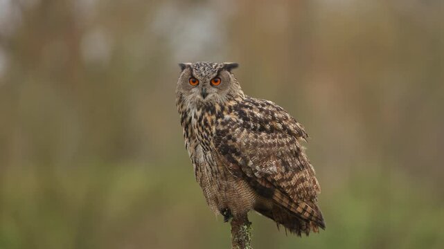 Striking orange eyes and ear tufts of Eurasian Eagle Owl perched on pole
