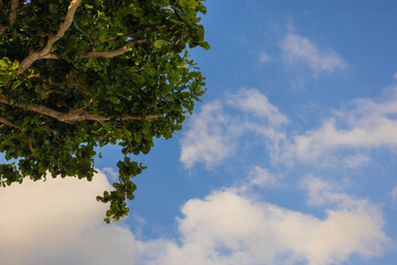 Green tree branches with vibrant leaves against a bright blue sky with scattered white clouds. A peaceful nature background perfect for environmental themes.