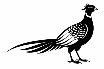 pheasant line art silhouette vector illustration