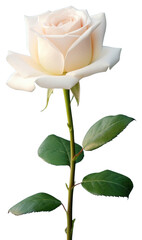 PNG White rose background flower photography.