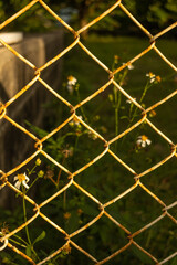 A close-up of a rusty chain-link fence with white wildflowers growing behind it, bathed in warm golden sunlight. The blurred background emphasizes the texture of the fence and plants.