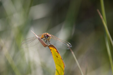 Summer Sentinel 