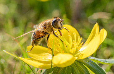 Wildbiene (Apoidea) sammelt Nektar in einer gelben Blüte, Winterling (Eranthis), Frühling, Bayern, Deutschland, Europa