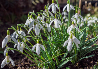 Weiß blühende Schneeglöckchen (Galanthus) im Frühling, Bayern, Deutschland, Europa