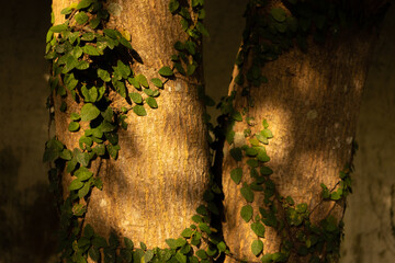 A detailed close-up of rough tree bark with creeping green vines, illuminated by warm sunlight. A natural texture perfect for backgrounds or eco-themed projects.
