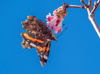 Schmetterling (Admiral) sammelt Nektar an den Blüten eines Winterschneeballs (Viburnum...