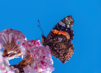 Schmetterling (Admiral) sammelt Nektar an den Blüten eines Winterschneeballs (Viburnum ×bodnantense),  im Frühling,  Bayern, Deutschland, Europa