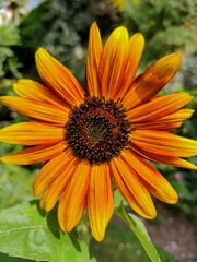 A detailed close-up of an orange sunflower (Helianthus annuus), showcasing its fiery petals and textured center, capturing its vibrant beauty and natural symmetry.