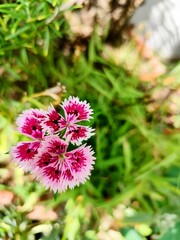 Fototapeta premium A close-up of a pink Dianthus (Dianthus caryophyllus, Dianthus plumarius), also known as Carnation, Pinks, or Sweet William, highlighting its delicate, fringed petals.