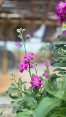 Purple flowers blooming in sunlight creating a simple natural scene.