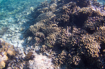 The coral reef at Caye Caulker, Belize
