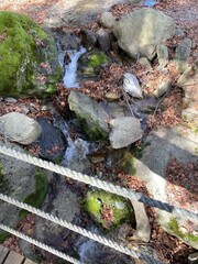 Sunny forest walk with trees, river, nature path and peaceful scenery.