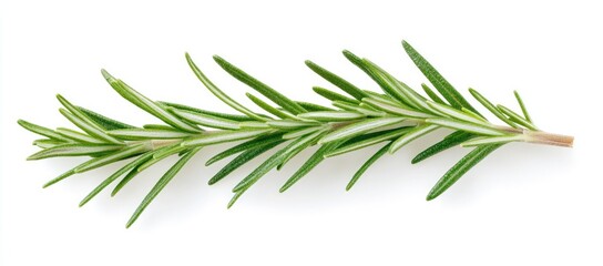 Obraz premium Fresh Rosemary Sprig Isolated on White