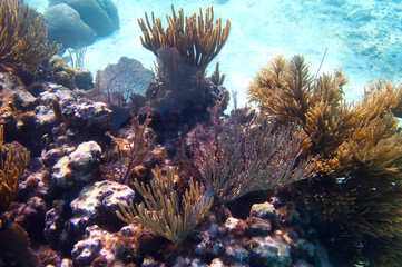 The coral reef at Caye Caulker, Belize