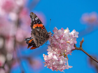 Schmetterling (Admiral) sammelt Nektar an den Blüten eines Winterschneeballs (Viburnum...